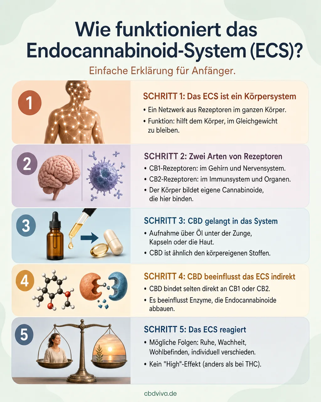 Schematische Erklärung des Endocannabinoid-Systems in fünf Schritten